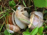 Wonnemonat Mai - gesehen in Neustadt. (Foto: Uschi Wendel)