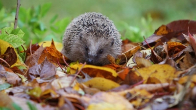 Tierheime in Bayern haben keinen Platz mehr für Igel. (Symbolbild) (Foto: Karl-Josef Hildenbrand/dpa/dpa-tmn)