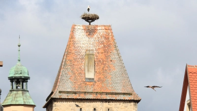 Arbeitsteilung: Während einer der auf dem Markusturm eingebuchten Störche gerade zur Nahrungssuche abfliegt, hütet der andere das Nest. (F.: J. Binder)