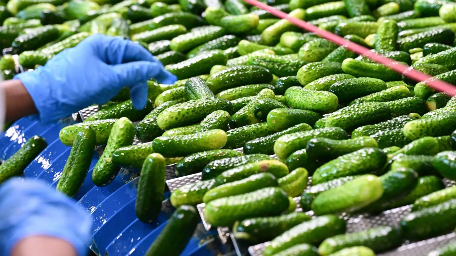 In der Hengstenberg-Produktion werden Einlegegurken verarbeitet. (Foto: Bernd Weißbrod/dpa)