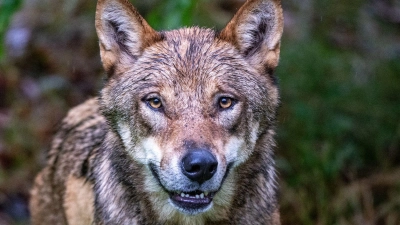 Wölfe könnten künftig einfacher abgeschossen werden. (Archivbild)  (Foto: Armin Weigel/dpa)