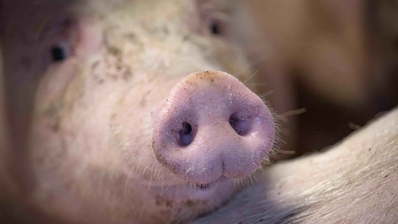 Bayerische Schweinehalter können ihre Haltungsform nicht pünktlich melden. (Foto: Sina Schuldt/dpa)