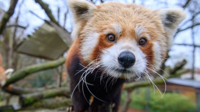 Neuzugang bei den Rote Pandas im Zoo Magdeburg (Foto: Klaus-Dietmar Gabbert/dpa)