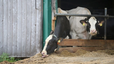 Erneut stehen Landwirte im Allgäuer Tierschutzskandal vor dem Landgericht Memmingen. (Archivbild) (Foto: Karl-Josef Hildenbrand/dpa)