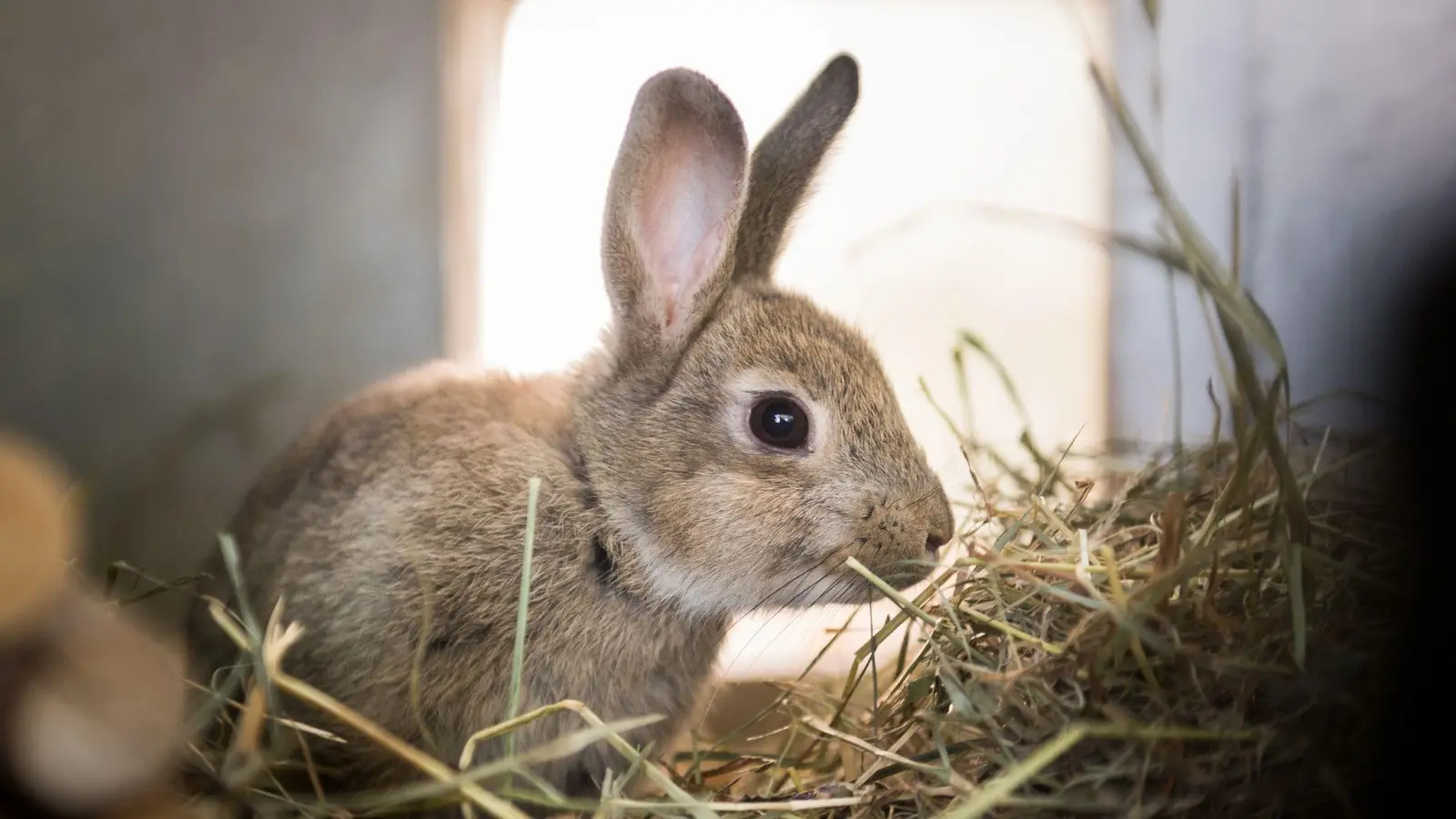 Zwergkaninchen sind besonders bei Kindern beliebt. Die nur etwa 30 Zentimeter großen, flauschigen Langohren sollten aber nicht alleine gehalten werden. (Foto: Alexander Heinl/dpa-tmn)