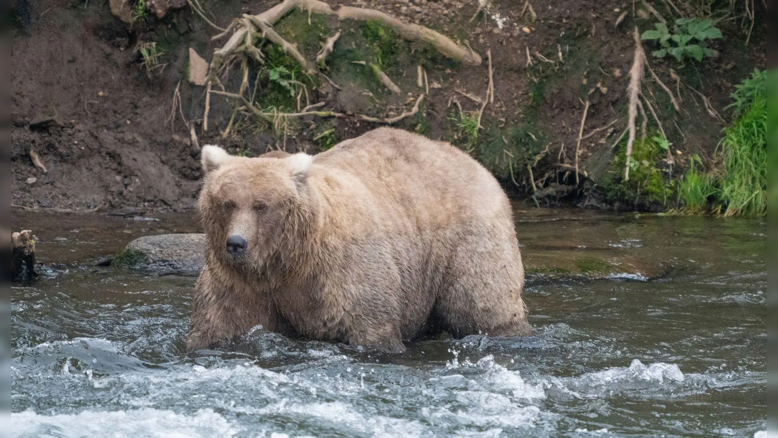 Kann Braunbärin Grazer in diesem Jahr ihren Titel verteidigen? (Archivbild) (Foto: F. Jimenez/National Park Service/AP/dpa)