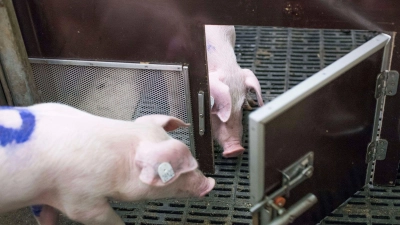 Bei einem Experiment des Forschungsinstituts für Nutztierbiologie (FBN) befreien Schweine ihre Artgenossen durch das Öffnen von Türen aus Boxen. (Foto: Frank Hormann/FBN/dpa)