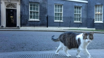 Der 16 Jahre alte Kater Larry lebt seit 2011 im Sitz des britischen Premierministers. (Foto: Kirsty Wigglesworth/AP/dpa)