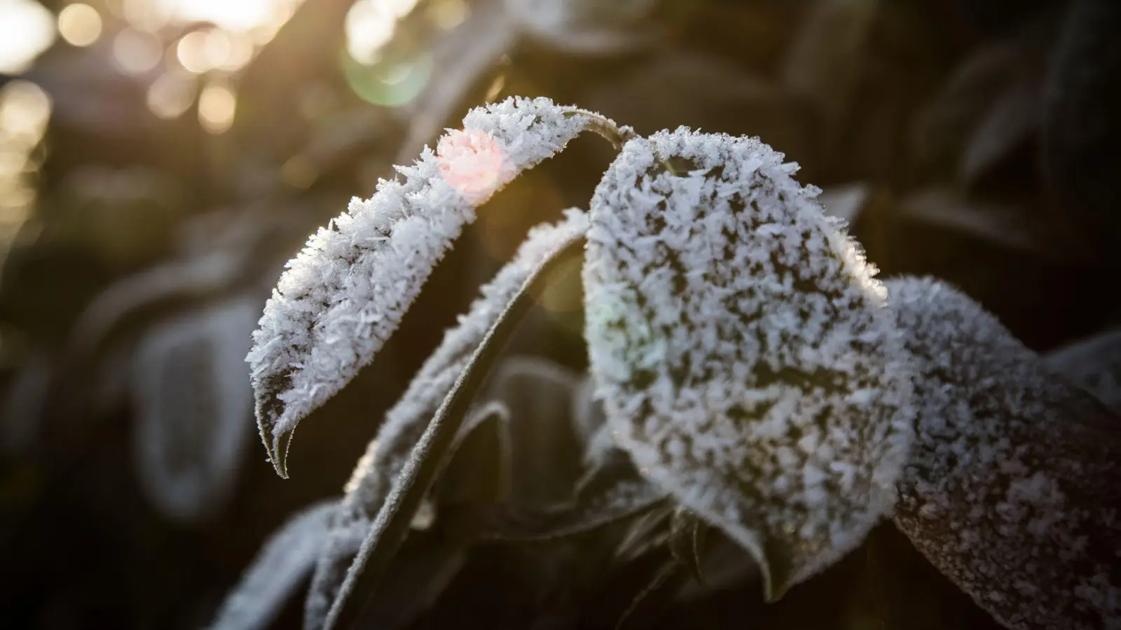 Robuster Gartenbewohner: Der Kirschlorbeer (Prunus laurocerasus) kommt gut mit frostigen Temperaturen zurecht.  (Foto: Christin Klose/dpa-tmn)