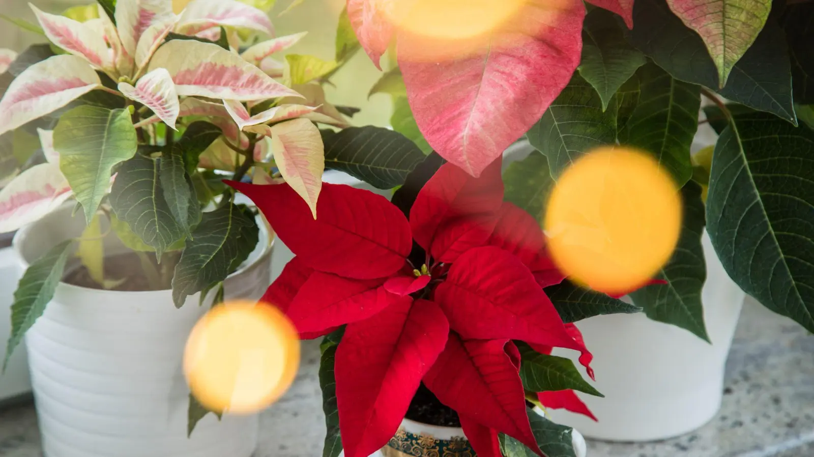 Rot, Rosa, Weiß: Weihnachtssterne setzen Akzente. (Foto: Christin Klose/dpa-tmn)