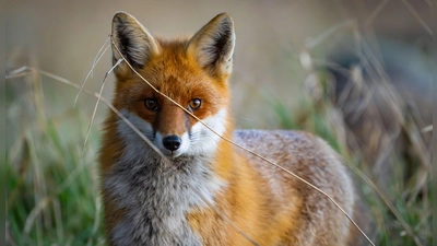 Füchse sind anpassungsfähig und schlau. Die Tiere sind weltweit verbreitet, im Wald, Stadt und sogar in (Eis-)wüsten. (Archivbild) (Foto: Patrick Pleul/dpa/ZB)