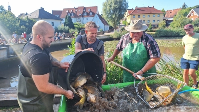 Abfischen am Klosterweiher in Heilsbronn: In Bottichen werden die Karpfen gewaschen. (Foto: Daniela Ramsauer)