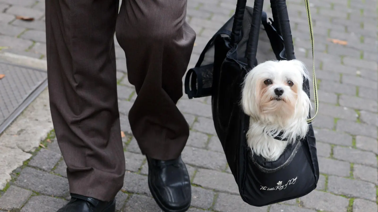 Wichtig: Den Flauschi hier langsam an die Tasche gewöhnen. Das vermeidet Stress und Angstzustände. (Foto: picture alliance / dpa)