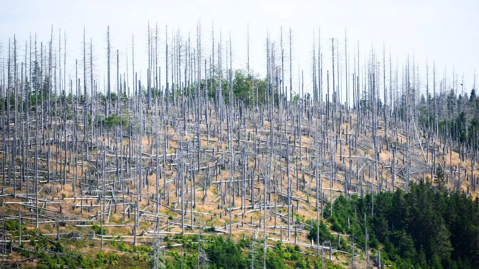 Schädlinge wie der Borkenkäfer, Trockenheit und Klimawandel setzen dem deutschen Wald schwer zu. (Archivbild) (Foto: Julian Stratenschulte/dpa)