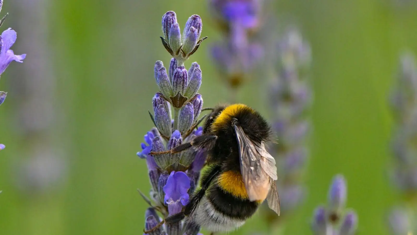 Hummeln sind im Sommer generell am aktivsten und die Völker am größten. (Foto: Patrick Pleul/dpa)