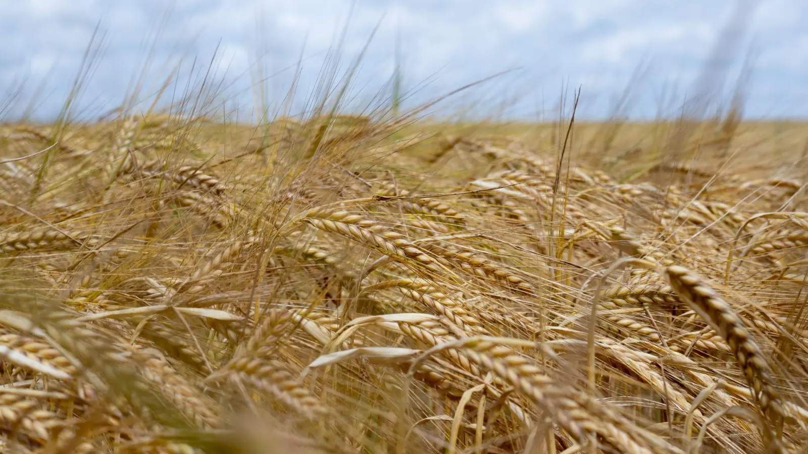 Die Anbaufläche für Sommergerste ist in Bayern gesunken. (Archivbild) (Foto: Sven Hoppe/dpa)