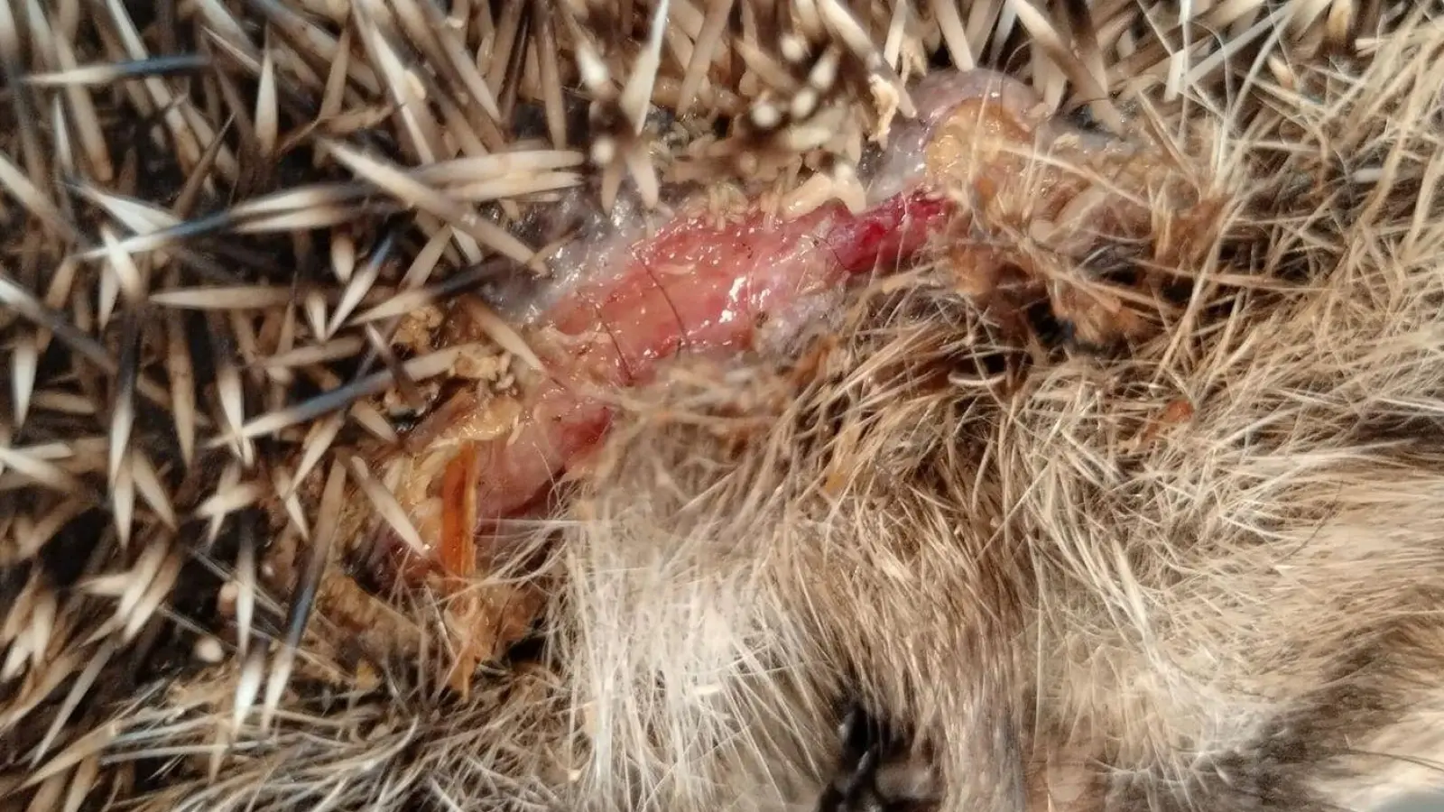 Ein Igel mit Schnittverletzungen. (Foto: Editha Schneider/Forschungsverbund Berlin e.V. (FVB)/dpa)