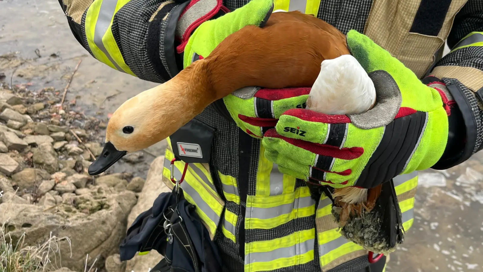 Einen eiskalten Jahresausklang erlebte diese Rostgans, die am Silvestertag auf einem Weiher bei Emskirchen festgefroren war und von der Feuerwehr befreit und anschließend aufgewärmt wurde. (Foto: Feuerwehr Emskirchen)