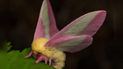 Hübsch sieht der Falter Dryocampa rubicunda mit seinen zarten Farben und der wilden Löwenmähne aus. (Foto: Jeremy Squire/Florida Museum of Natural History/dpa)