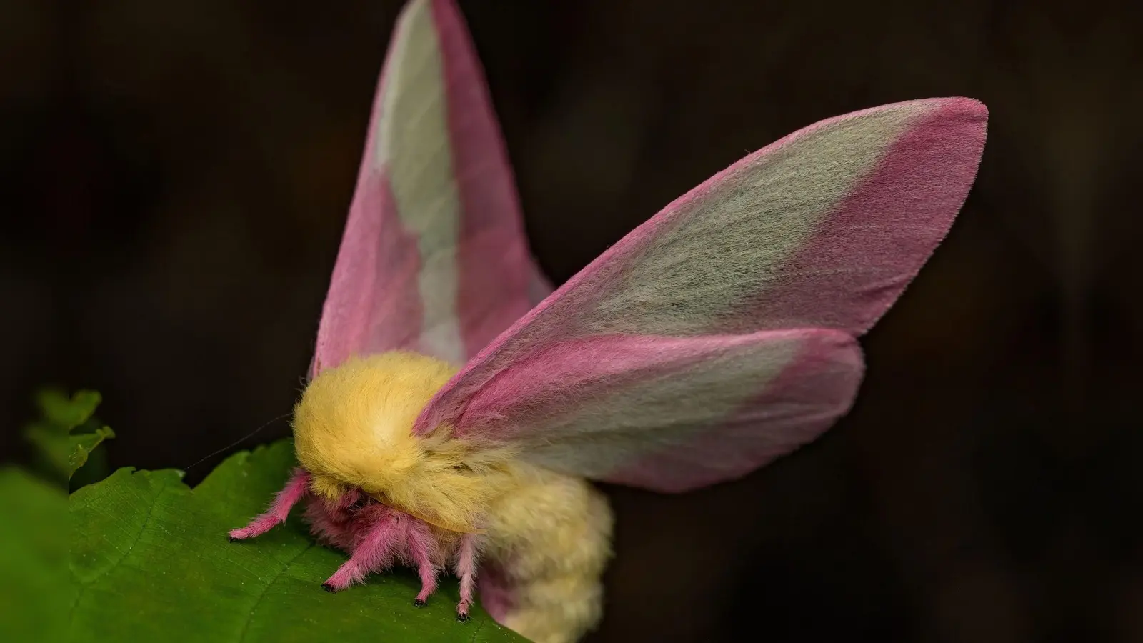 Hübsch sieht der Falter Dryocampa rubicunda mit seinen zarten Farben und der wilden Löwenmähne aus. (Foto: Jeremy Squire/Florida Museum of Natural History/dpa)