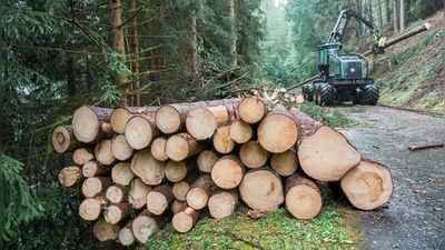 Durch den Borkenkäfer geschädigtes Holz muss so schnell wie möglich aus dem Wald. (Foto: Daniel Vogl/dpa)