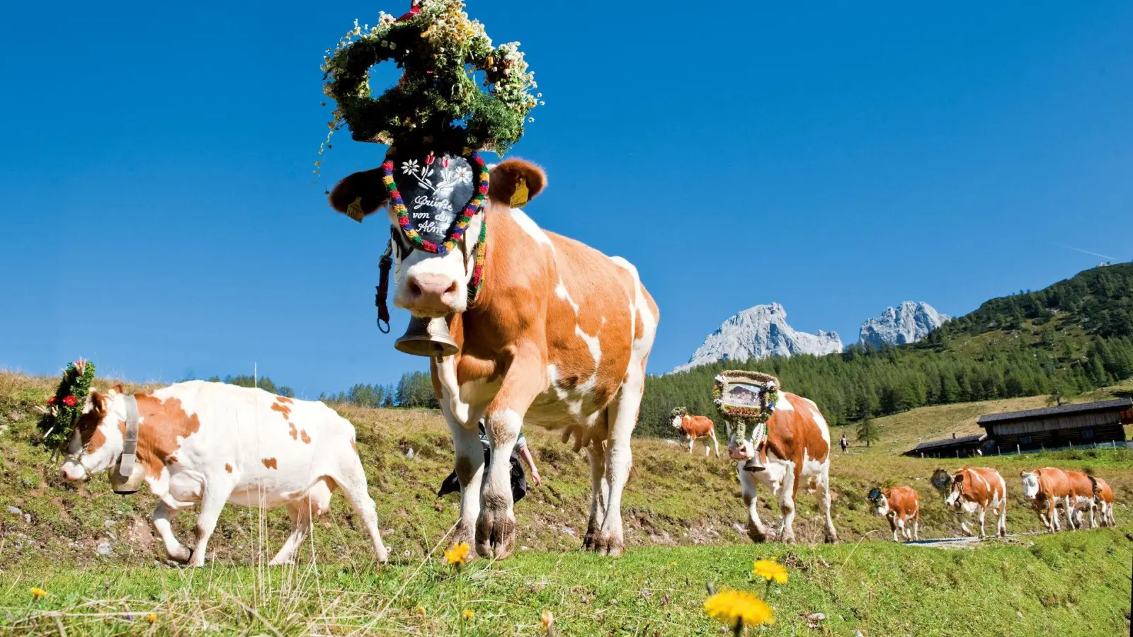 Die Weidetiere werden für den Almabtrieb mit Kränzen, Zweigen und bunten Bändern geschmückt. (Foto: Hans Huber/Filzmoos Tourismus/dpa-tmn)