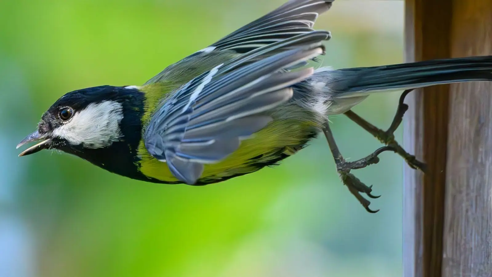 Eine Kohlmeise (Parus major) kommt aus einem Nistkasten in einem Garten geflogen. (Foto: Patrick Pleul/dpa)
