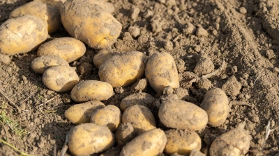 Viel Regen, wenig Sonne - die Landwirte erwarten eine schwierige Kartoffelernte. (Archivfoto) (Foto: Philipp Schulze/dpa)