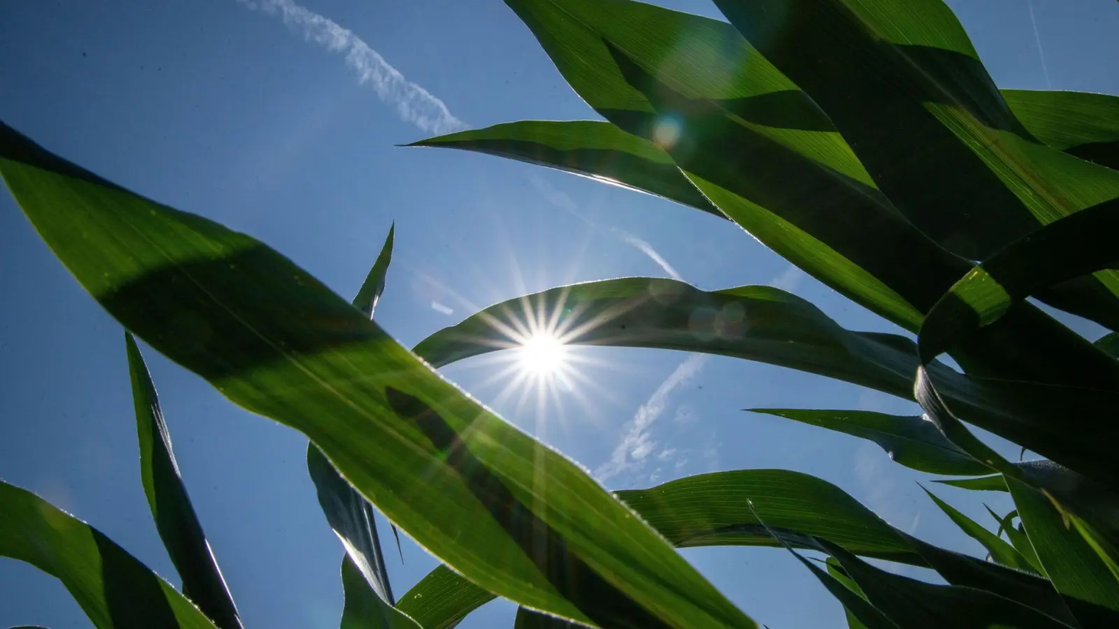 Der Wetterdienst rechnet mit viel Sonnenschein und hohen Temperaturen in Bayern. (Archivbild) (Foto: Pia Bayer/dpa)