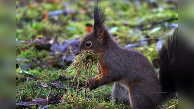 Eichhörnchen kommen flächendeckend in Bayern vor - überall dort, wo die Lebensbedingungen für sie ideal sind. (Foto: Karl-Josef Hildenbrand/dpa)