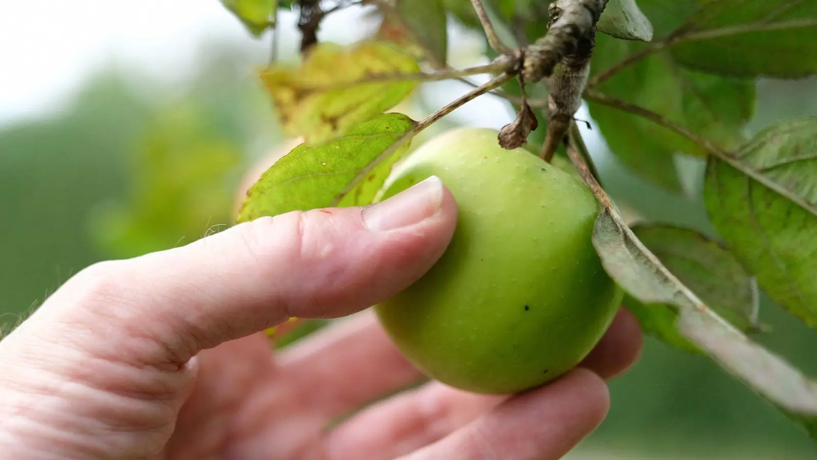 Reicht Nachbars Apfelbaum bis auf Ihr Grundstück? Dann dürfen Sie die Früchte trotzdem nicht einfach ernten. (Foto: Bernd Weißbrod/dpa)