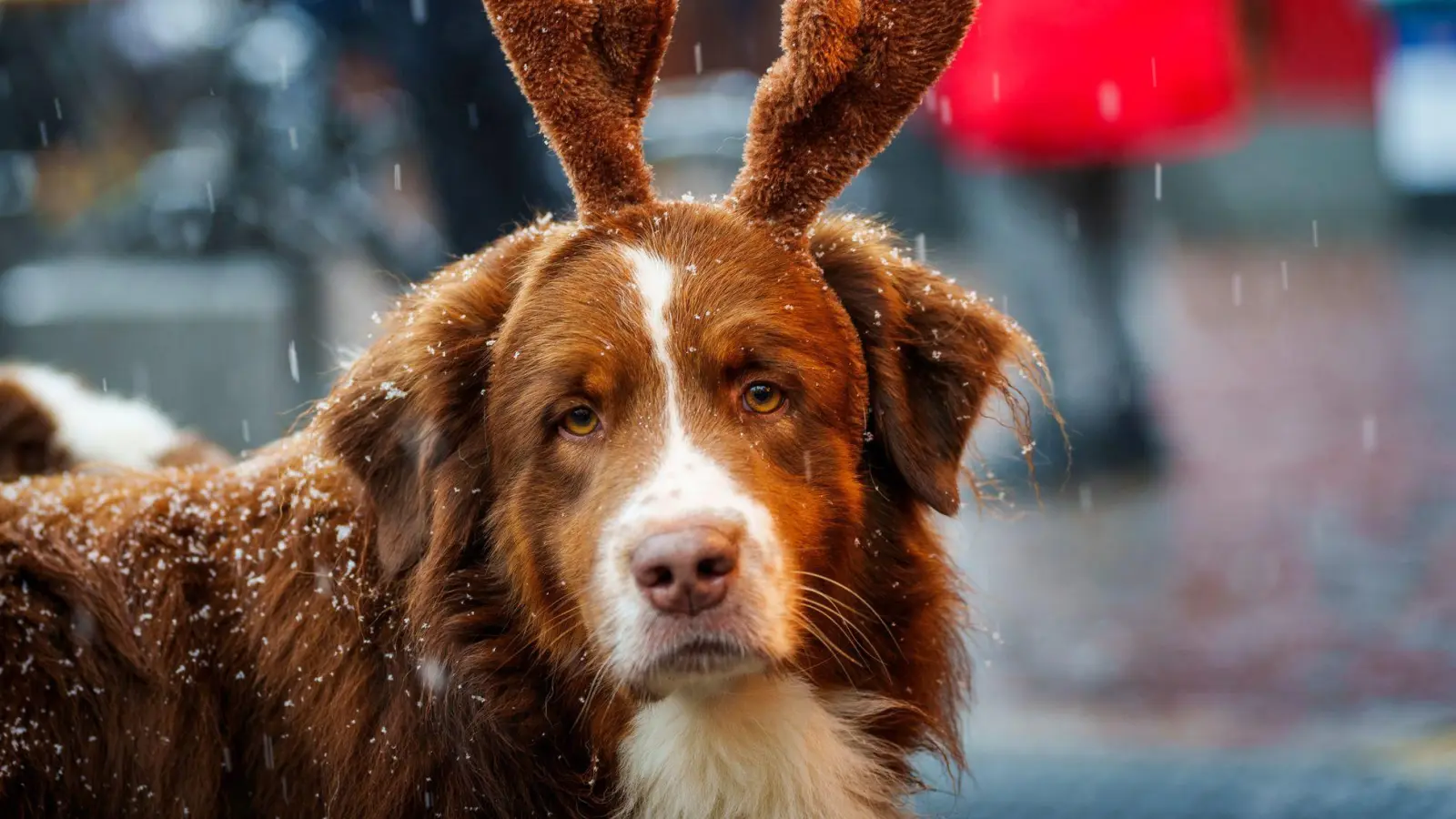 Festlich geschmückt, aber fehl am Platz: Für Hunde können Weihnachtsmärkte mit Menschenmengen und Lärm puren Stress bedeuten. (Foto: Andreas Arnold/dpa/dpa-tmn)