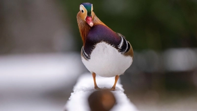 Das Amt für Verbraucherschutz und Veterinärwesen der Stadt Augsburg meldet drei Fälle von Vogelgrippe im Zoo Augsburg. (Archivbild) (Foto: Monika Skolimowska/dpa)