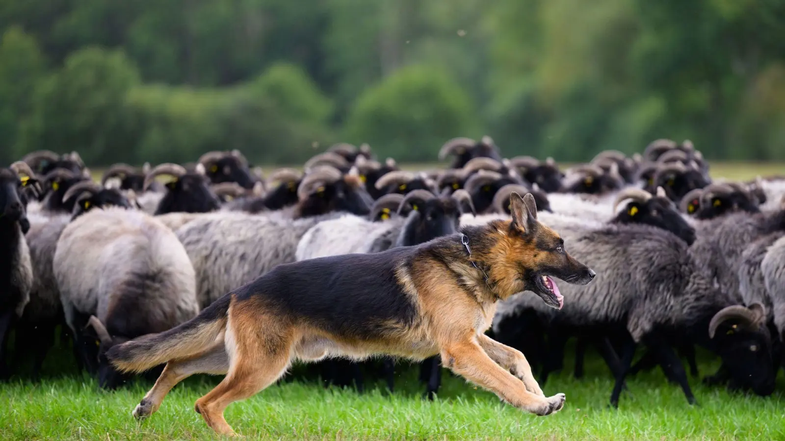 Manche Hunde übernehmen wichtige Aufgaben: Hütehunde haben etwa die Aufgabe, Herden zusammenzuhalten und ihre Bewegungen zu lenken. (Foto: Philipp Schulze/dpa)