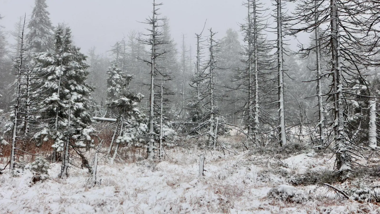 Auch auf dem Brocken hat es geschneit. (Foto Aktuell vom 17.11.) (Foto: Matthias Bein/dpa)