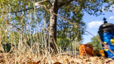 Vertrocknetes Gras und Blätter liegen an einer Grünanlage unter einem Baum in der Stadt. Computermodelle, Sensoren und Funktechnik sollen Stadtbäume in den zunehmend heißen und trockenen Sommern schützen. (Foto: Daniel Karmann/dpa)