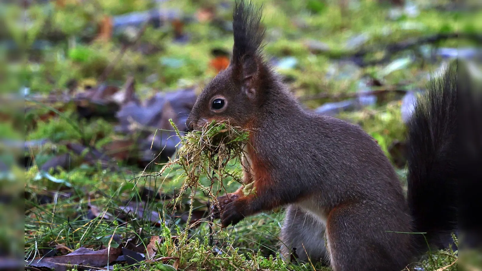 Aktion Eichhörnchen: Dieses Eichhörnchen sammelt in einem Garten in Kaufbeuren Moos für sein Nest. (Foto: Karl-Josef Hildenbrand/dpa)