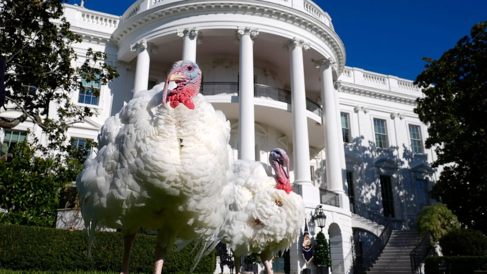 An Thanksgiving wird in amerikanischen Familien traditionell Truthahn serviert. (Foto: Susan Walsh/AP)