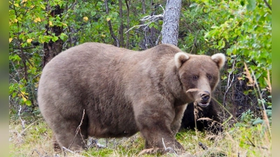 Über die Sommermonate konnte die Bärin Grazer viele Lachse fangen. (Foto: M. Carenza/National Park Service via AP/dpa)