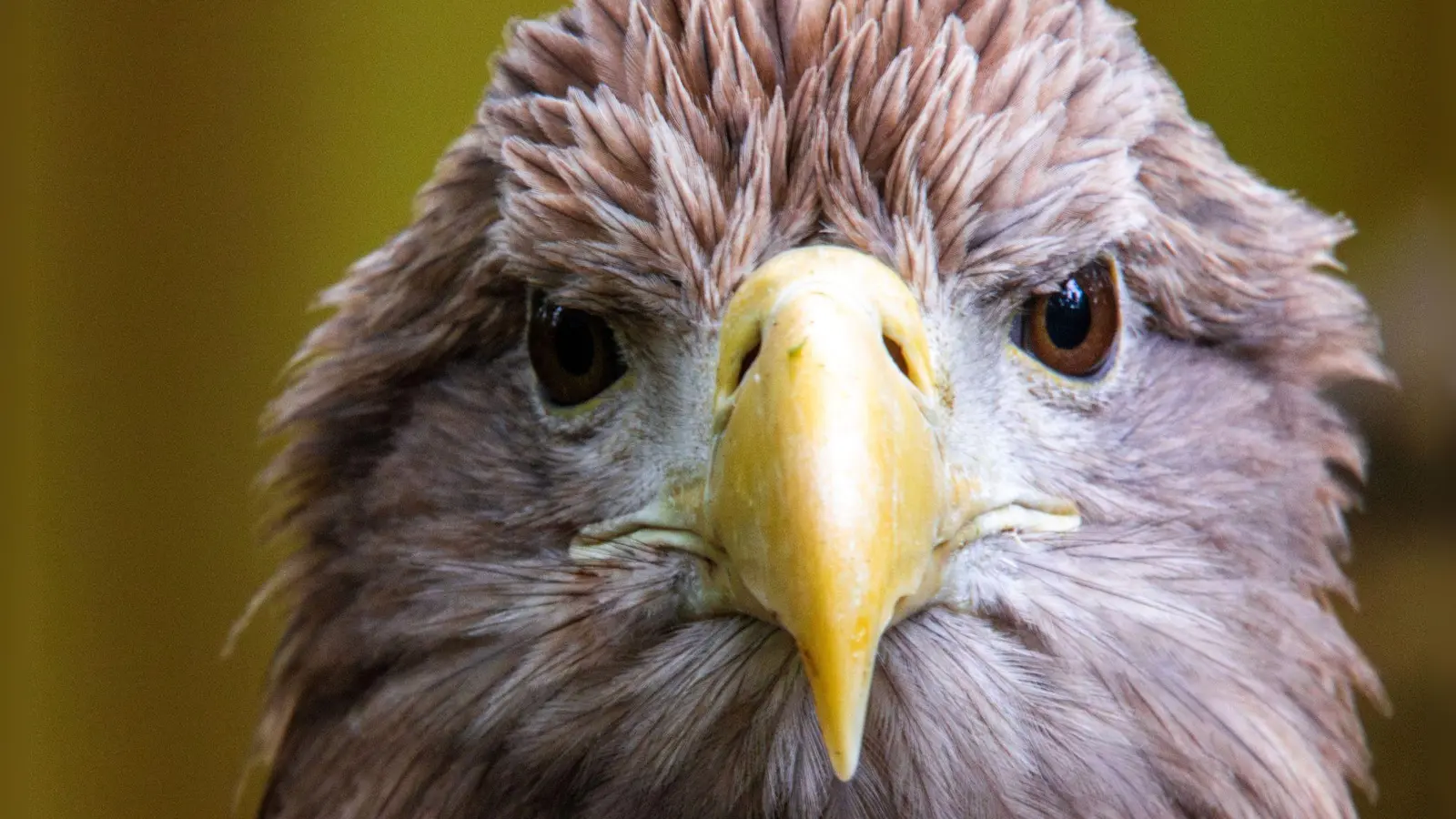 Der größte europäische Greifvogel, der Seeadler, war einst in vielen Ländern Europas ausgerottet. Nun leben in Deutschland wieder mehr als 1.000 Brutpaare. (Archivbild) (Foto: Jens Büttner/dpa)