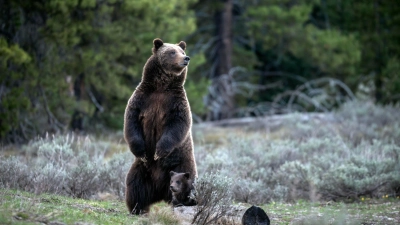 Die berühmte Grizzly-Bärin 399 ist bei einem Unfall mit einem Auto ums Leben gekommen. (Foto: C. Adams/Grand Teton National Park/AP/dpa)