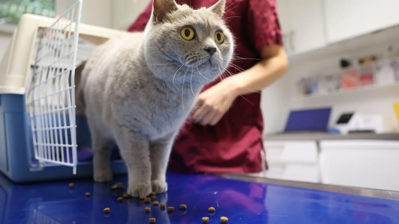 Hält sich eine Erkältung hartnäckig, sollte man sein Haustier von einem Tierarzt oder einer Tierärztin untersuchen lassen.  (Foto: Karolin Krämer/dpa-tmn)