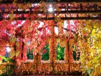 Herbstliches Farbenspiel im Pavillon - gesehen in Dinkelsbühl. (Foto: Christina Schöllhammer)