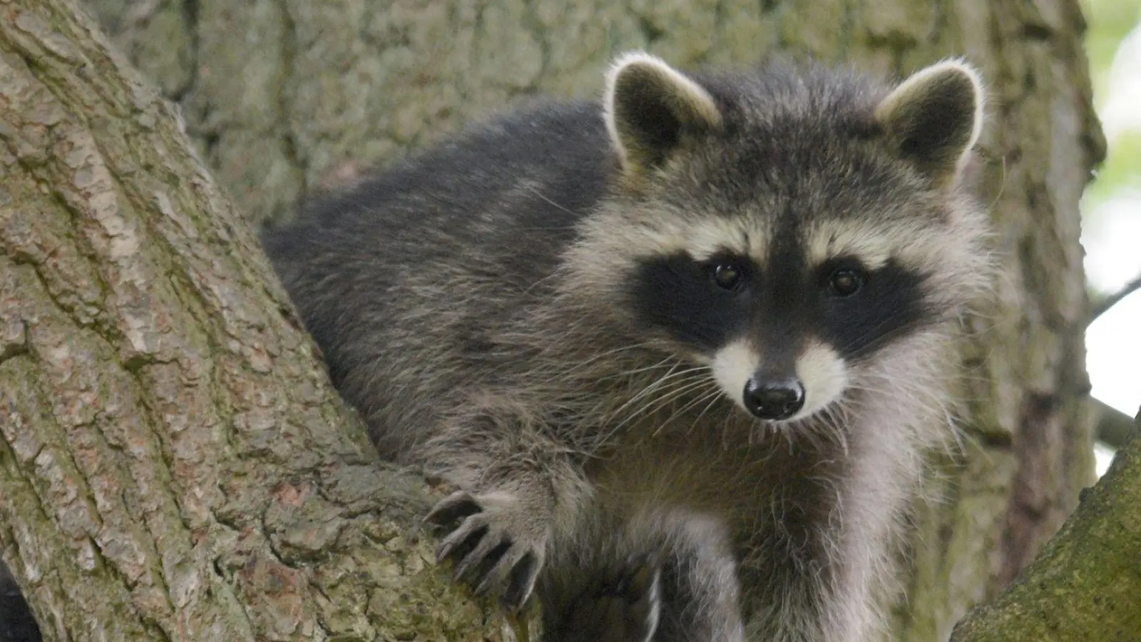 Ein Waschbär-Junges sitzt im Wildtierpark Edersee in einem Baum. (Foto: Uwe Zucchi/dpa)