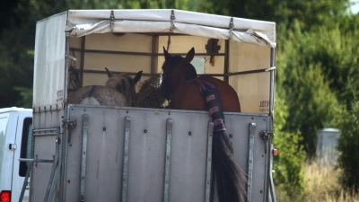 Das Tier kollabierte in einem Pferdeanhäger, der Fahrer hielt deswegen an. (Symbolfoto) (Foto: Karl-Josef Hildenbrand/dpa)