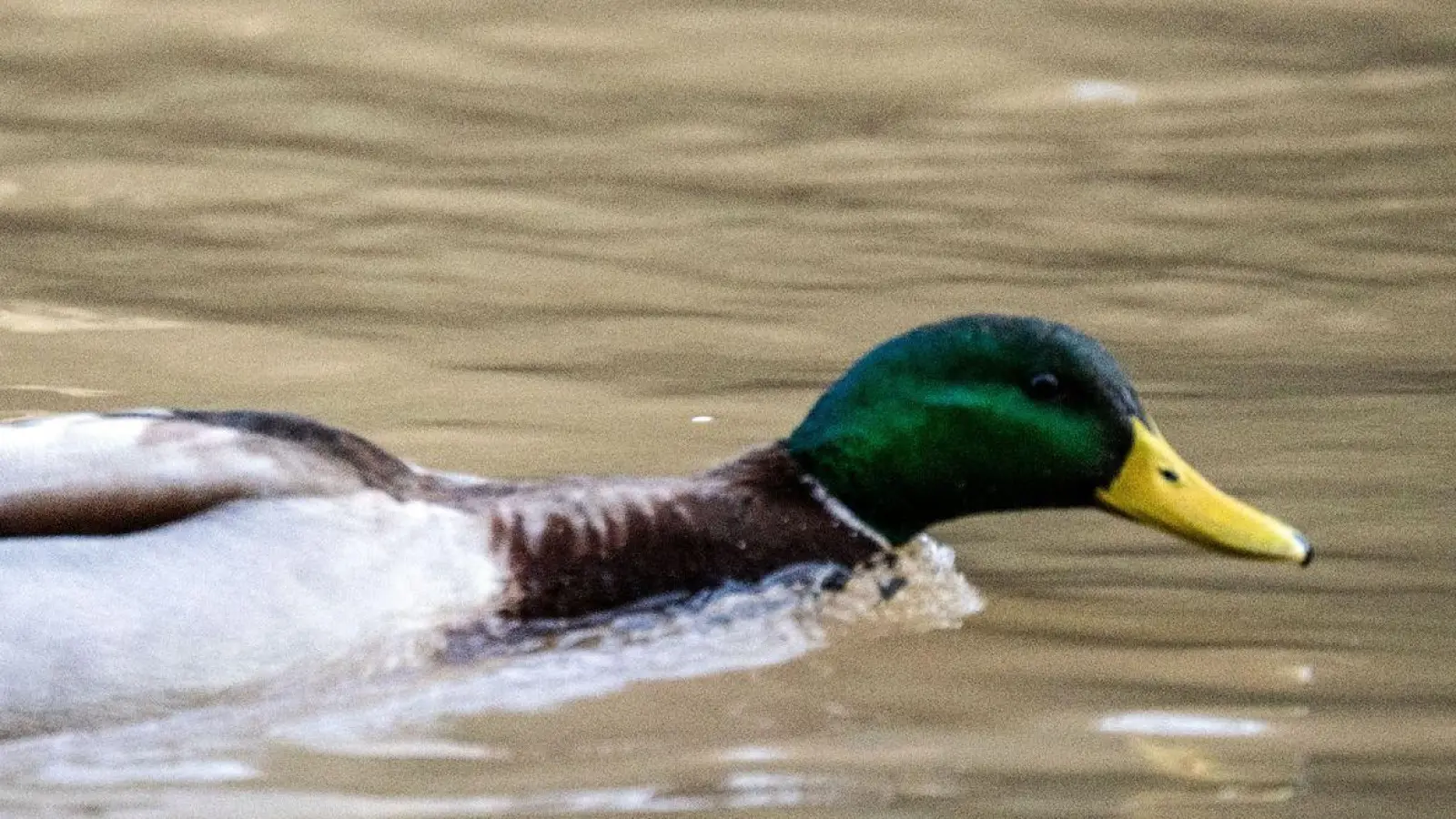 Entenjagd Hintergrundbild