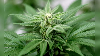 Privater Cannabis-Anbau ist seit dem 1. April legal. (Foto: Matt Masin/Zuma Press/dpa)