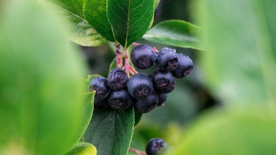 An den Sträuchern im Garten des Obstbauers Willi Nagler hängen noch Aroniabeeren. (Foto: Daniel Vogl/dpa)