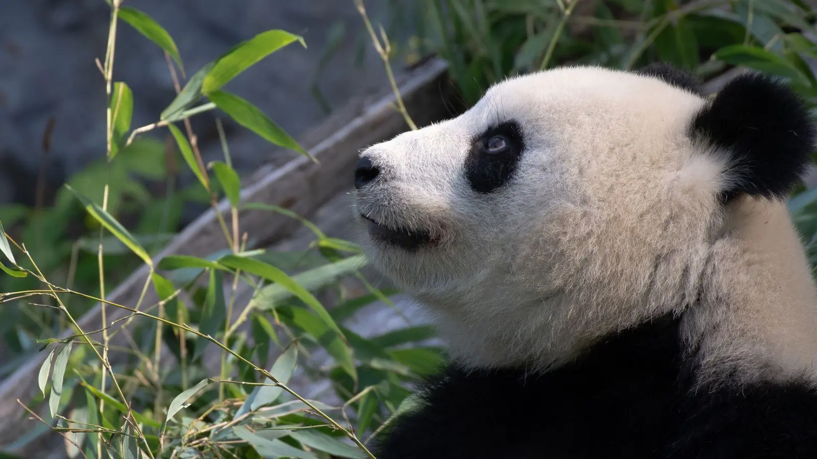 Bei Panda-Dame Meng Meng wurde eine verstärkte Aktivität der Gebärmutter festgestellt. (Archivbild) (Foto: Paul Zinken/dpa-Zentralbild/dpa)