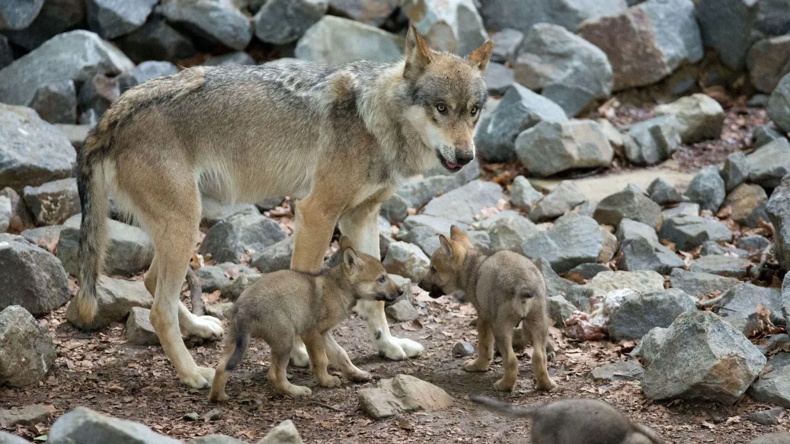 Rund 14 Monate nach ihrem Inkrafttreten ist die umstrittene bayerische Wolfsverordnung womöglich wieder Geschichte. (Archivbild)  (Foto: Friso Gentsch/dpa)